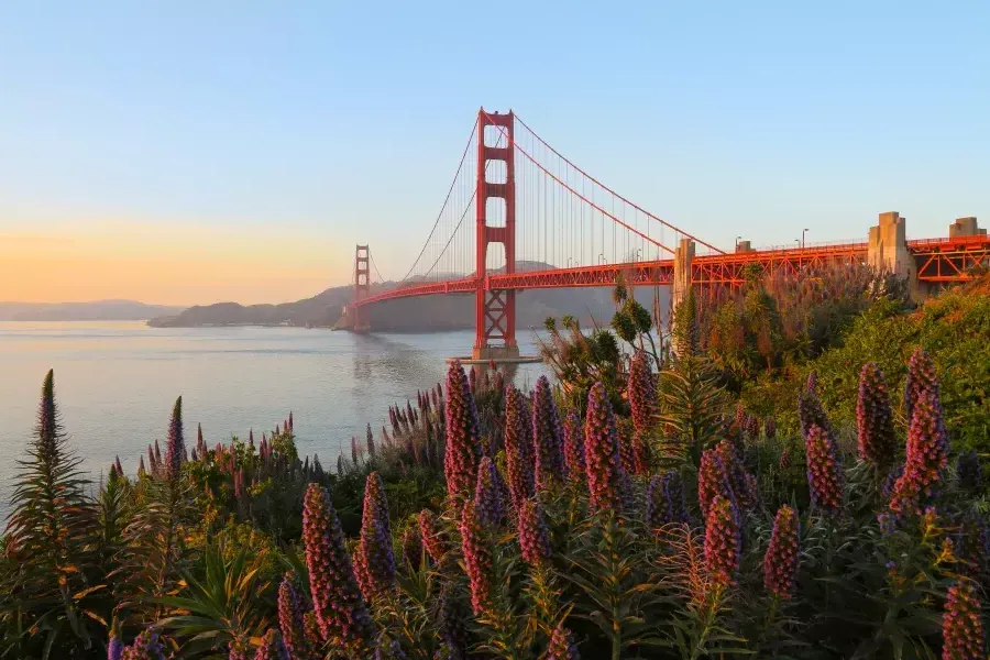 Die Golden Gate Bridge ist mit großen Blumen im Vordergrund abgebildet.