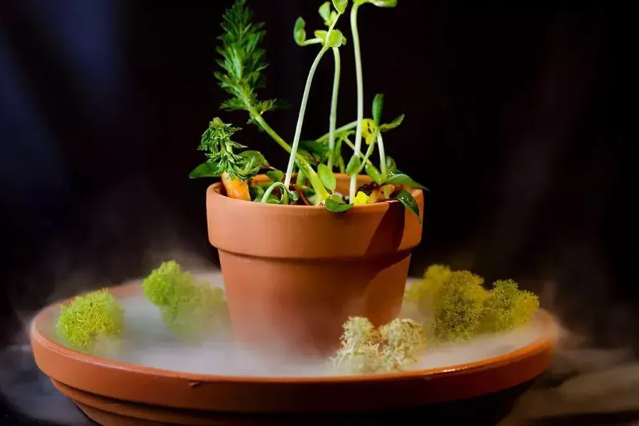 贝博体彩app的キャンプトン プレイス レストランの、鉢植えのような独創的な料理。