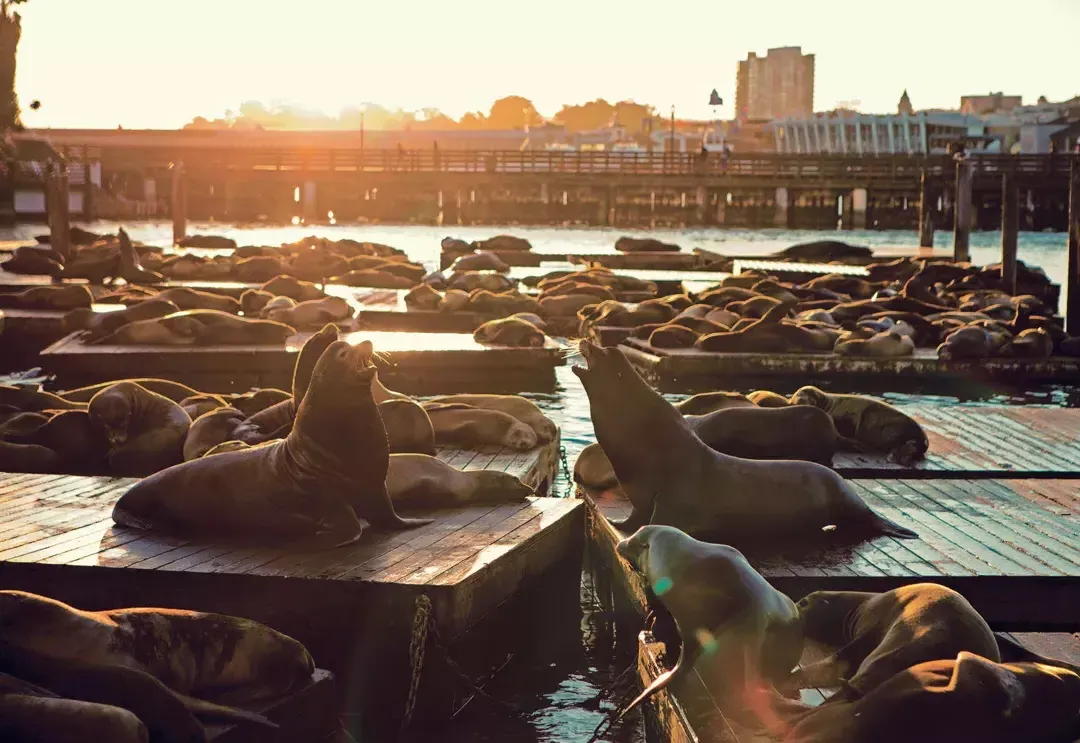 Leões marinhos descansam na doca K d39号码头 ao pôr do sol