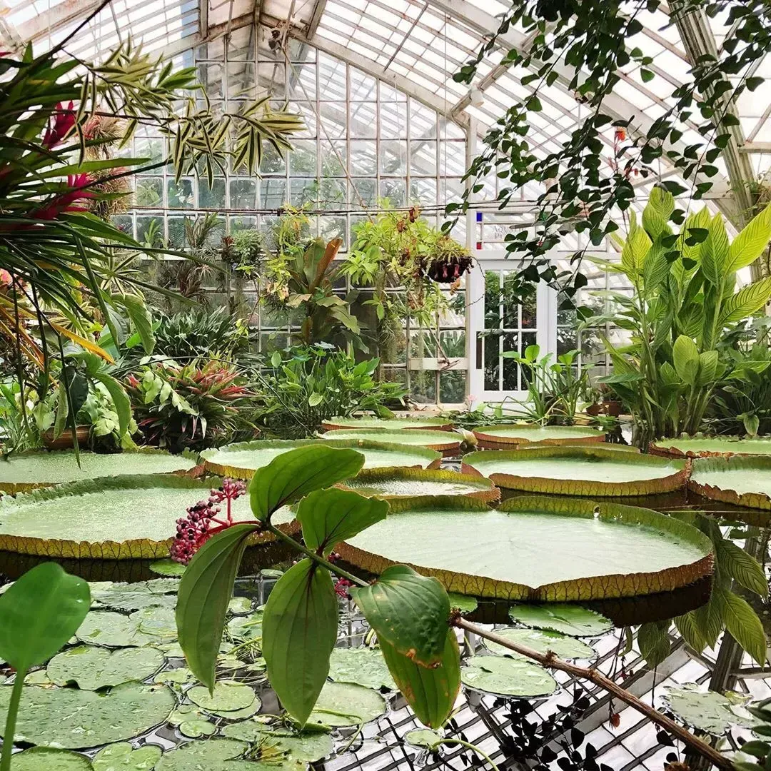 Image of interior of SF Botanical Garden, giant lilypads 